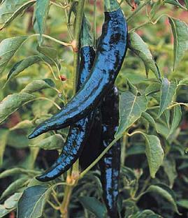 Pasilla Pepper Seeds - The Pepper Pantry (Formerly Marie Sharp's)